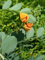 Blasenstrauch - Colutea arborescens, 60-100 cm Strauch im 3-Liter Container