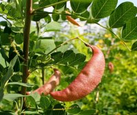 Blasenstrauch - Colutea arborescens, 60-100 cm Strauch im 3-Liter Container
