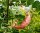 Blasenstrauch - Colutea arborescens, 60-100 cm Strauch im 3-Liter Container
