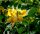Blasenstrauch - Colutea arborescens, 60-100 cm Strauch im 3-Liter Container