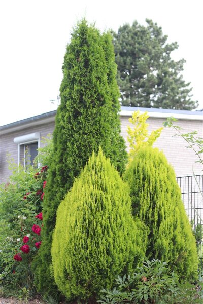 Lebensbaum - Thuja occidentalis Smaragd