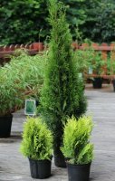 Lebensbaum - Thuja occidentalis Smaragd