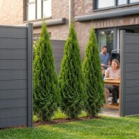 Lebensbaum - Thuja occidentalis Smaragd