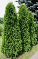 Lebensbaum - Thuja occidentalis Smaragd