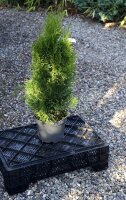 Lebensbaum - Thuja occidentalis Smaragd