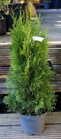 Lebensbaum - Thuja occidentalis Smaragd