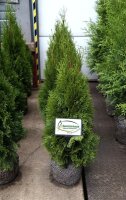 Lebensbaum - Thuja occidentalis Smaragd