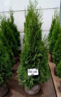 Lebensbaum - Thuja occidentalis Smaragd