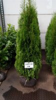 Lebensbaum - Thuja occidentalis Smaragd