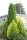 Lebensbaum - Thuja occidentalis Smaragd