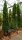 Lebensbaum - Thuja occidentalis Smaragd