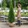 Lebensbaum - Thuja occidentalis Smaragd