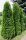 Lebensbaum - Thuja occidentalis Smaragd