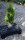 Lebensbaum - Thuja occidentalis Smaragd