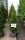 Lebensbaum - Thuja occidentalis Smaragd