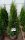 Lebensbaum - Thuja occidentalis Smaragd