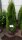 Lebensbaum - Thuja occidentalis Smaragd