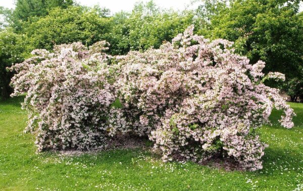 Perlmuttstrauch - Kolkwitzie - Kolkwitzia amabilis 80-100 cm im 7,5-Liter Container