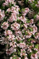 Perlmuttstrauch - Kolkwitzie - Kolkwitzia amabilis 80-100 cm im 7,5-Liter Container