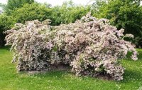Perlmuttstrauch - Kolkwitzie - Kolkwitzia amabilis 80-100...