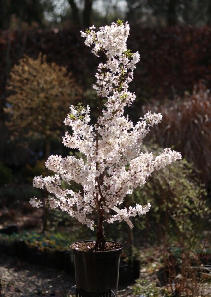 was kostet eine thuja hecke Thuja 
