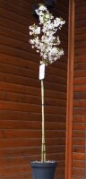Frühe Zierkirsche Brillant Prunus kurilensis Briliant - synonym nipponica