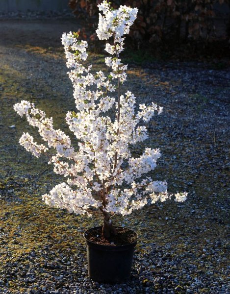 Frühe Zierkirsche Brillant Prunus kurilensis Brillant - synonym nipponica 40-60 cm, Strauch  im 5 Liter Container