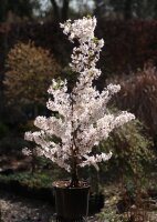 Frühe Zierkirsche Brillant Prunus kurilensis Brillant - synonym nipponica 60-80 cm, Strauch  im 5-Liter Container