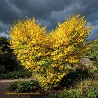 Goldulme - Ulmus minor Wredei