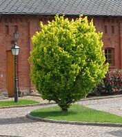 Goldulme - Ulmus minor Wredei