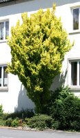 Goldulme - Ulmus minor Wredei