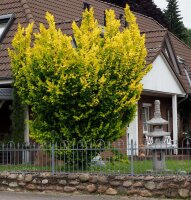 Goldulme - Ulmus minor Wredei