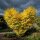 Goldulme - Ulmus minor Wredei