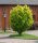 Goldulme - Ulmus minor Wredei