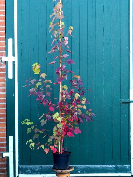 Rot-Ahorn, Scharlach-Ahorn - Acer rubrum Red Sunset&lsquo;