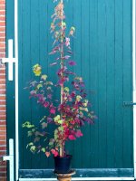 Rot-Ahorn, Scharlach-Ahorn - Acer rubrum Red Sunset&lsquo;