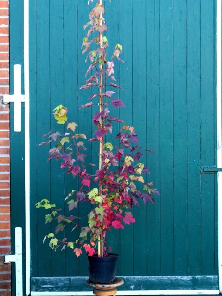 Rot-Ahorn, Scharlach-Ahorn - Acer rubrum Red Sunset‘ 150-200 cm, im Container