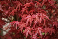 Rotaustreibender Fächerahorn Deshojo - Acer palmatum...