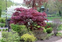 Roter Fächerahorn - Acer palmatum Atropurpureum