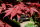 Roter Fächerahorn - Acer palmatum Atropurpureum