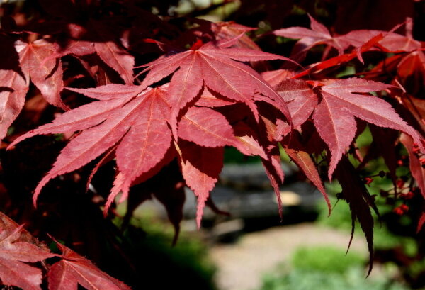 Roter Fächerahorn - Acer palmatum Atropurpureum  60-80 cm, im Container