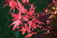 Roter F&auml;cherahorn Shaina  Acer palmatum Shaina