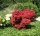 Roter Fächerahorn Shaina  Acer palmatum Shaina