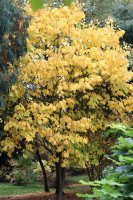 Streifenahorn - Acer pensylvanicum 