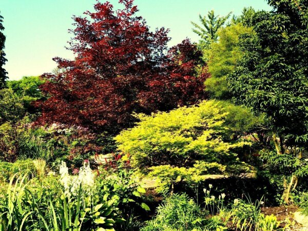 Dunkelroter Fächerahorn - Acer palmatum Bloodgood  60-80 cm, im 5 Liter Container