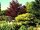 Dunkelroter Fächerahorn - Acer palmatum Bloodgood  60-80 cm, im 5 Liter Container