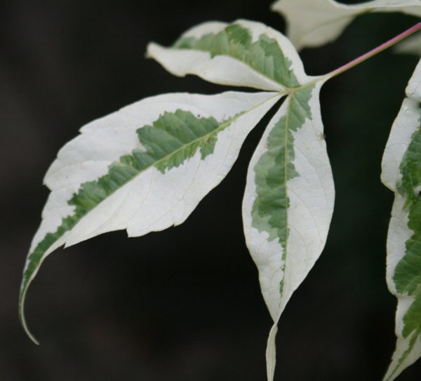 Wei&szlig;bunter Eschenahorn, Silberbunter Eschenahorn - Acer negundo Variegatum