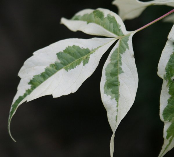 Weißbunter Eschenahorn, Silberbunter Eschenahorn - Acer negundo Variegatum