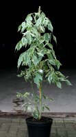 Wei&szlig;bunter Eschenahorn, Silberbunter Eschenahorn - Acer negundo Variegatum