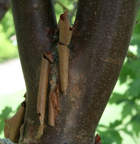Zimtahorn - Acer griseum